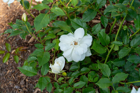 &lsquo;iceberg' rose flowers growing in the garden. Canada. 