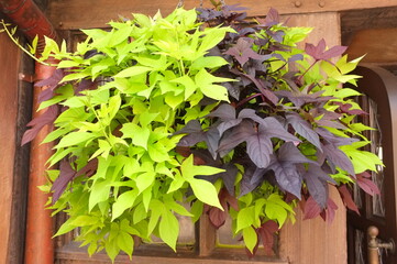 Lime Green And Purple Sweet Potato Vine Hanging Planter Over Wooden Window Box © Redwater Vectors