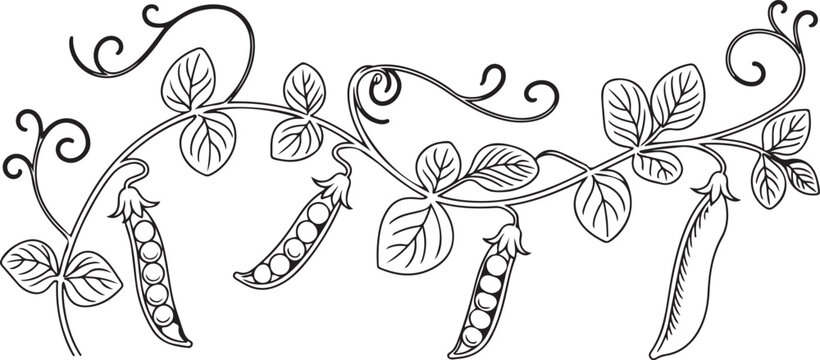 Hand drawn peas pods