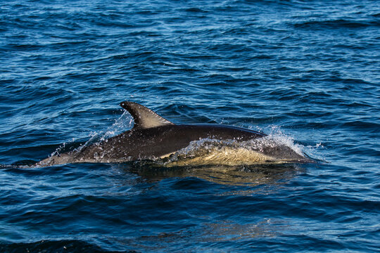 Common dolphin ,Delphinus delphis, San Antonio Harbour, Rio Negro Province, Patagonia, Argentina.