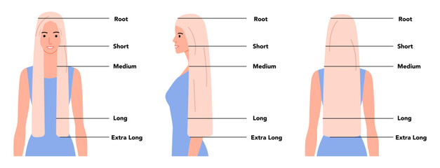 Flat color hair length guide set combining front and profile views with full length scale, modern infographic style for beauty education, hairstyle comparison and professional presentation © Vectoressa