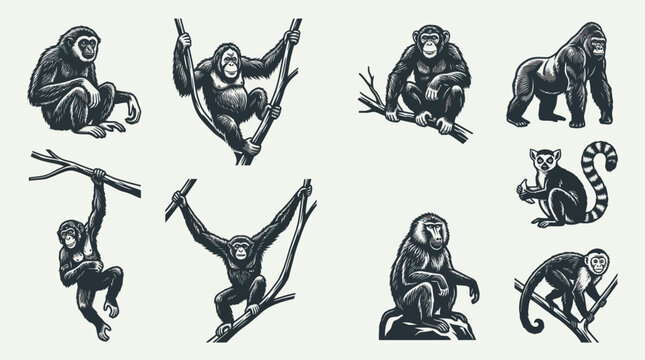 A monochrome flat vector icon set of 9 detailed primates with long arms, muscular limbs, expressive body poses, textured fur details, realistic hands and feet, climbing and sitting positions