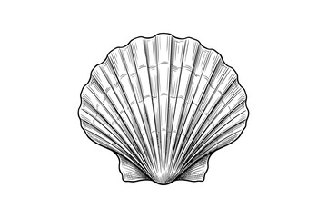 Scallop Seashell Hand Drawn Vector Illustration © lucky