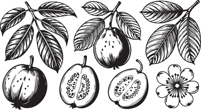 Set fuyu persimmon fruit hand drawn elements botanical illustration