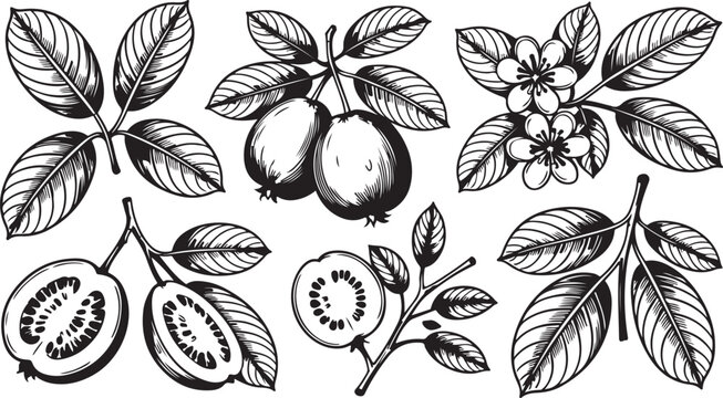 Set fuyu persimmon fruit hand drawn elements botanical illustration