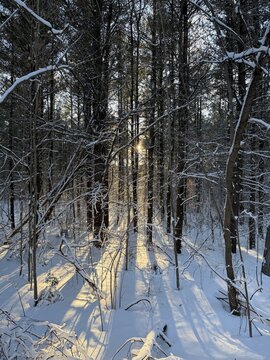 View of the setting sun through a snow-covered forest - Vue d'un soleil couchant &agrave; travers une for&ecirc;t enneig&eacute;e