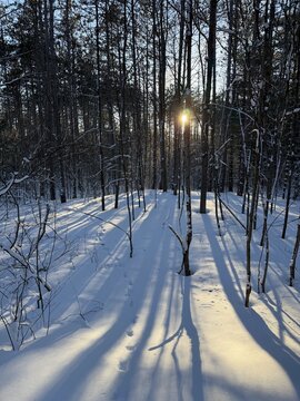 View of the setting sun through a snow-covered forest - Vue d'un soleil couchant &agrave; travers une for&ecirc;t enneig&eacute;e