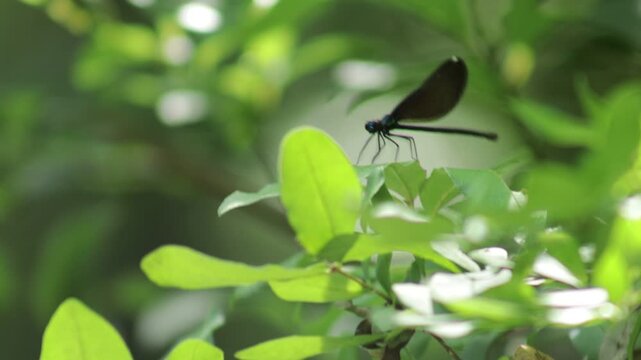 Ebony jewelwing damselfly perched on a leaf, shaking its head, moving its leg and mouth.
