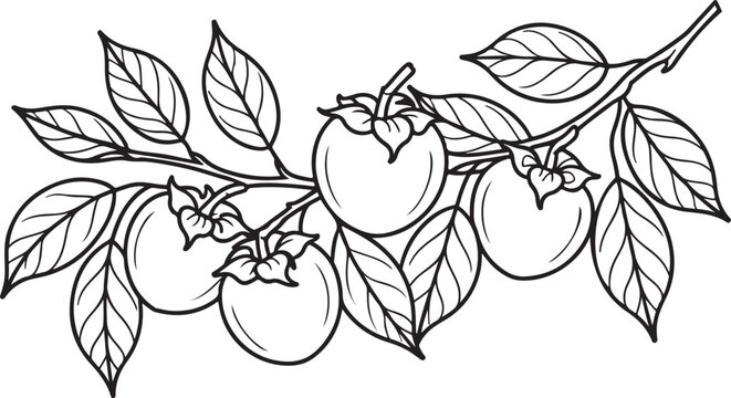 Set fuyu persimmon fruit hand drawn elements botanical illustration