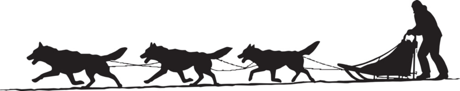 Black silhouette of a musher driving a dog sled with three husky dogs running fast in the winter snow isolated on transparent background, Vector