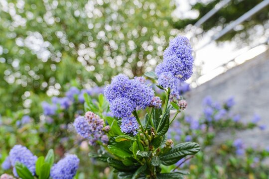 Blue California lilac flowers blooming on ceanothus shrub