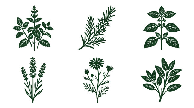 Flat vector icon set featuring six medicinal herbs: Mint, Rosemary, Basil, Lavender, Chamomile, Sage, monochrome solid color, flat botanical silhouette, detailed leaves and flowers using