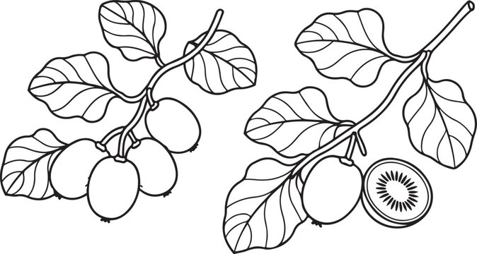 Set dimocarpus longan fruit hand drawn elements botanical illustration