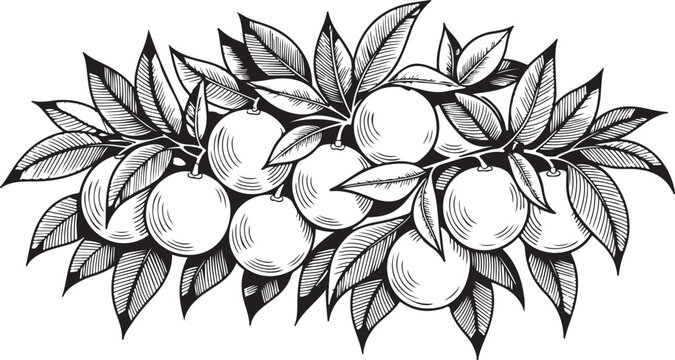 Set dimocarpus longan fruit hand drawn elements botanical illustration