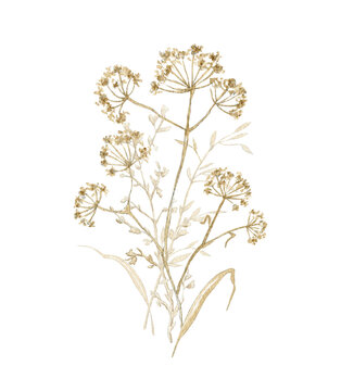 Composition with vintage graceful dry herbs herbarium isolated on white background. Watercolor hand drawn illustration