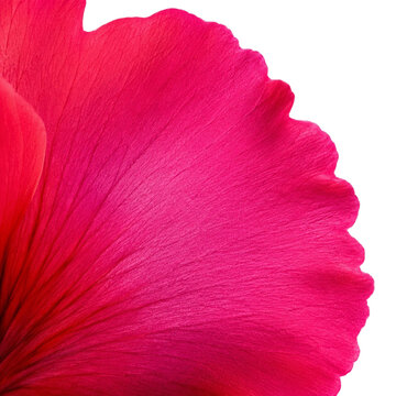 Vibrant Pink Flower Petal Macro Texture Isolated on White Background with Delicate Vein Details