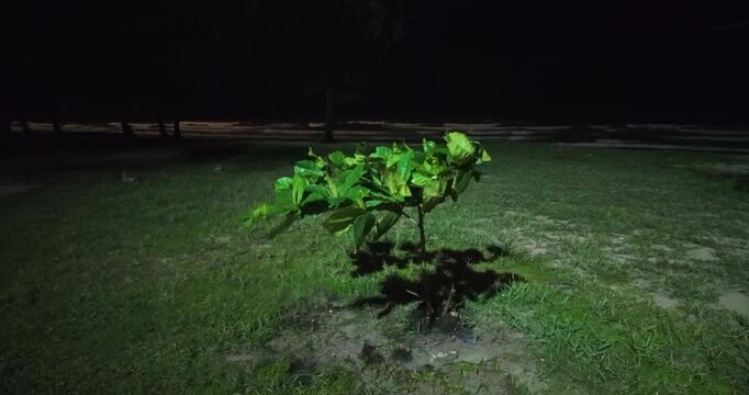 night shot: a small, young tree sways vigorously in the wind on a grassy lawn, illuminated by a spotlight casting a distinct shadow, with waves crashing on the beach in the dark background.