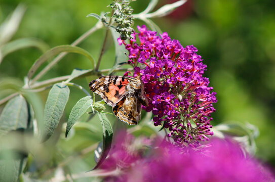 Painted Lady butterfly on a buddleia flower

