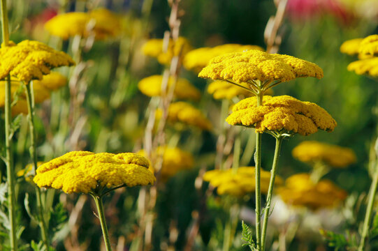 yellow yarrow in the garden

