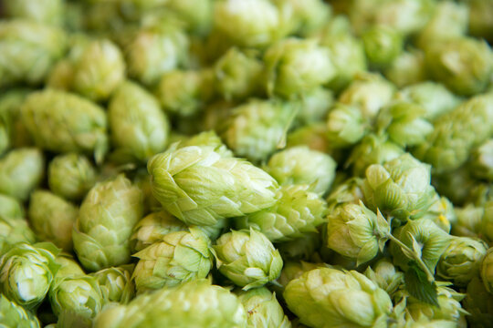 Canada, BC, Sunshine Coast, Gibsons. Fresh hops at the Persephone Brewing Company