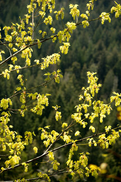 Canada, BC, Hornby Island. New leaves and flowers springing out of the branches of maple tree in Mount Geoffrey Escarpment Provincial Park.