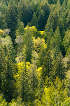 Canada, BC, Hornby Island. Springtime view looking down on the forest canopy from the ridge trail of Mount Geoffrey Escarpment Provincial Park.
