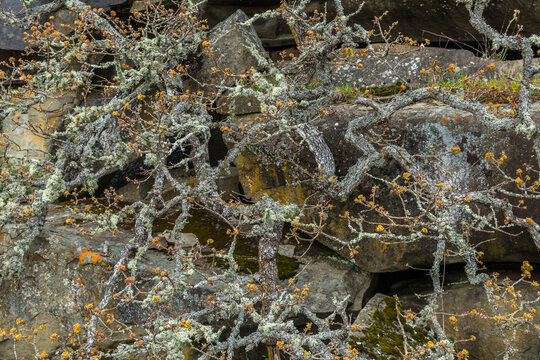 Canada, BC, Hornby Island, Fords Cove.  Gnarled Garry oak branches in front of stone wall.  Quercus garryana