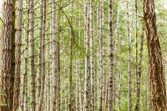 Canada, BC, Hornby Island.  A stand of tall trees in Helliwell Park