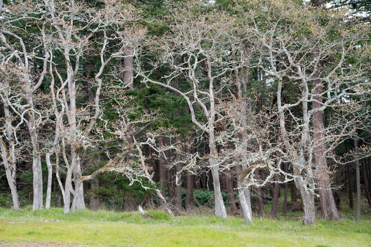 Canada, BC, Hornby Island.  Bare trees at the edge of the forest, Helliwell Park