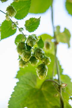 Canada, BC, Sunshine Coast, Gibsons.  Fresh hops on the vine, at the Persephone Brewing Company.