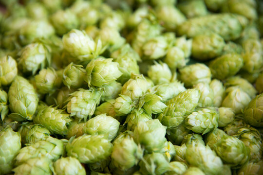 Canada, BC, Sunshine Coast, Gibsons. Fresh hops at the Persephone Brewing Company