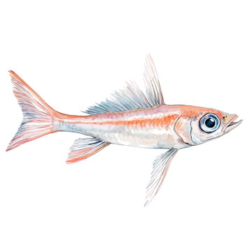 Flying Fish, watercolor painting vector, isolated on a white background.