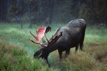 01979-00301 Moose (Alces alces) bull with fresh shed of antlers feeding,    Yellowstone NP   WY © Daybreak Imagery