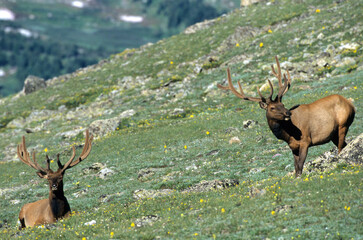 01980-021.14 Elk (Cervus elaphus) bulls Rocky Mtn NP   CO © Daybreak Imagery