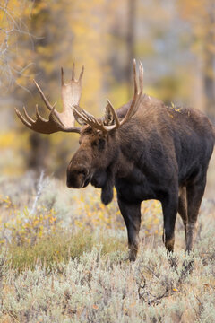 01979-00607 Moose (Alces alces) bull in fall, Grand Teton National Park, WY