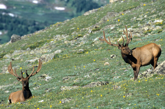 01980-021.14 Elk (Cervus elaphus) bulls Rocky Mtn NP   CO