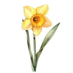 watercolor of Daffodil Flower, vector, isolated on a white background. © azendia