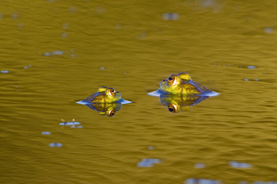 02471-00605 Two Bull Frogs (Rana catesbeiana) in water, Marion Co., IL