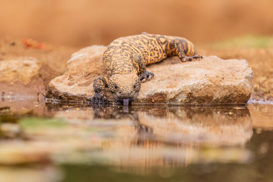 02757-00107 Gila Monster (Heloderma suspectum) at water Pima Co.AZ