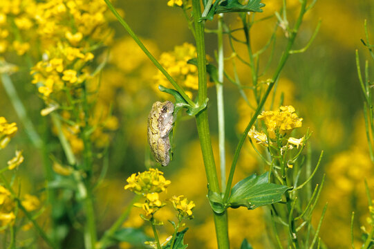 02449-003.19 Gray Treefrog (Hyla versicolor) on Common Winter Cress (Varvarea vulgaris) Stephen A. Forbes Staten Park Marion Co. IL