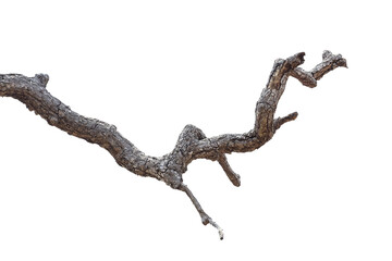 Fototapeta premium Dead branch with cracked bark isolated on transparent background.