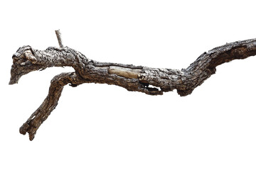 Fototapeta premium Dead branch with cracked bark isolated on transparent background.