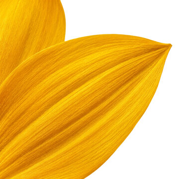 Golden Yellow Flower Petal Macro Texture with Natural Veins and Bright Botanical Background