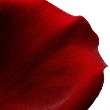 Deep Red Rose Petal Macro Texture with Velvety Surface and Elegant Floral Detail