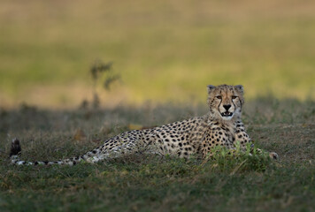 Naklejka premium A young cheetah is sitting up at sunset