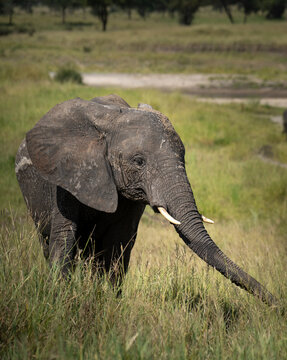 Young elephant reaching with his trunk