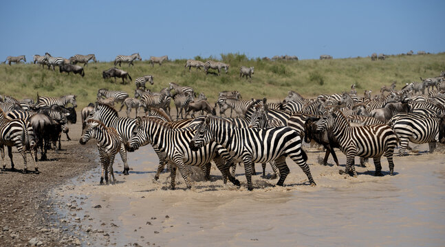 Taking a break in the water from the migration