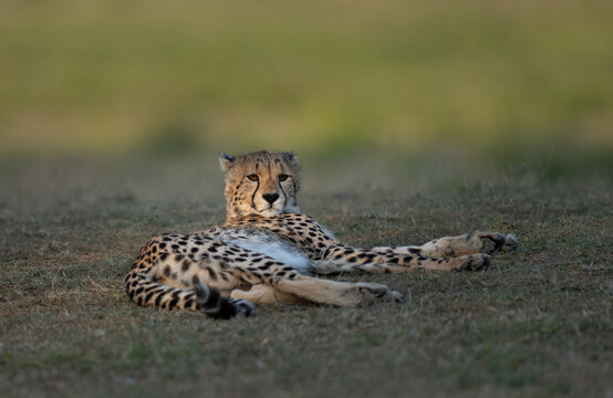 Cheetah looking up from the grass taking a rest