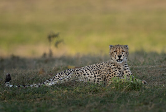 A young cheetah is sitting up at sunset