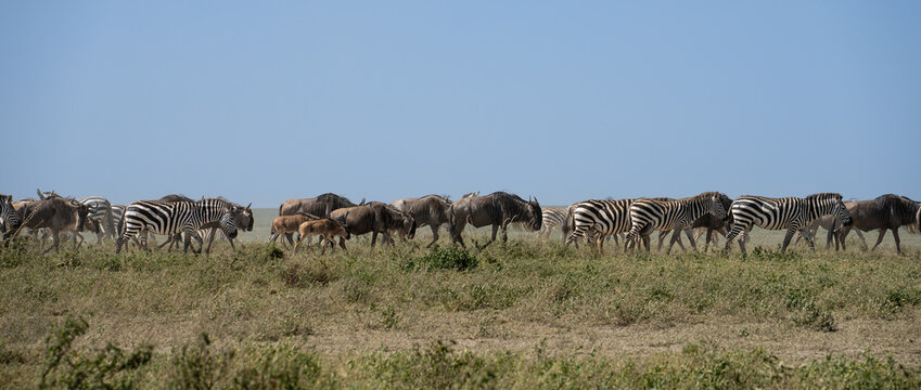Start of a migration with wildebeest and zebra